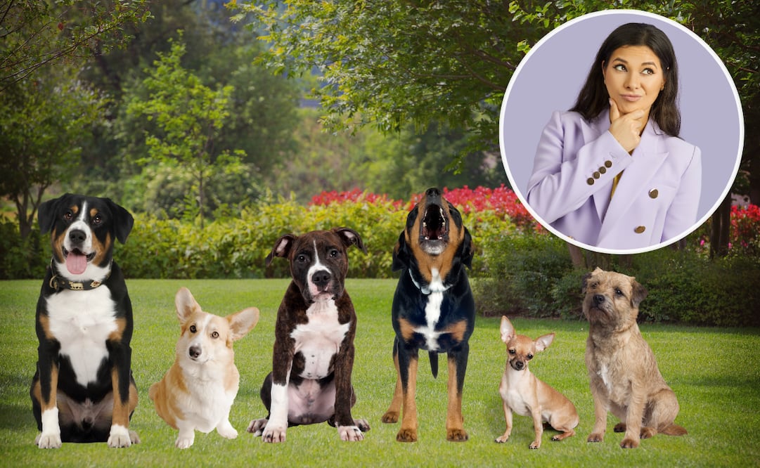 Los perros ladran cuando algún agente exterior los intranquiliza. Foto: Archivo El Universal