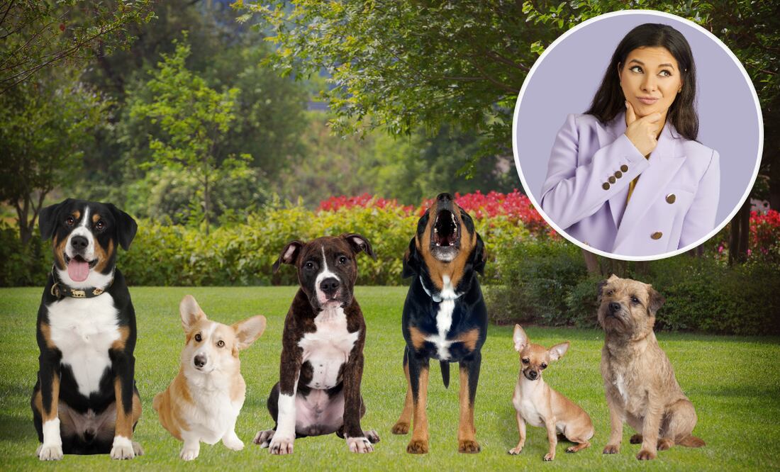 Los perros ladran cuando algún agente exterior los intranquiliza. Foto: Archivo El Universal