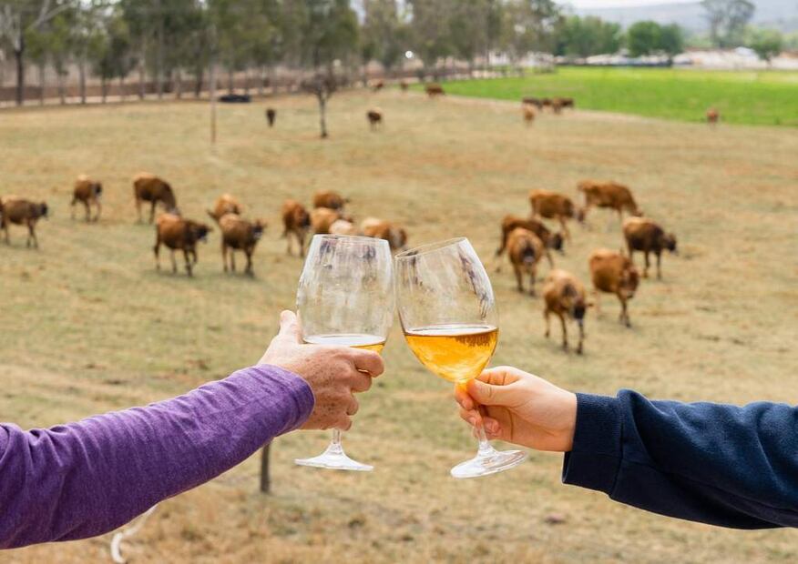 Foto: Flor de Alfalfa