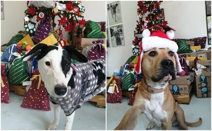 Perritos rescatados del Metro entregarán cartas a los Reyes Magos