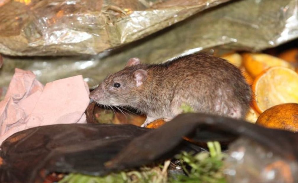 Evita dejar comida expuesta y coloca la basura en un contenedor. Foto: Especial