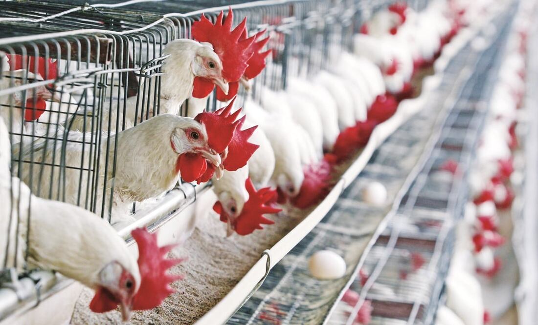 El precio medio de la docena de huevos en Estados Unidos alcanzó este martes un récord de 8.11 dólares, cuadruplicando su valor de inicios de 2024, cuando costaba dos dólares. Foto: Archivo/El Universal