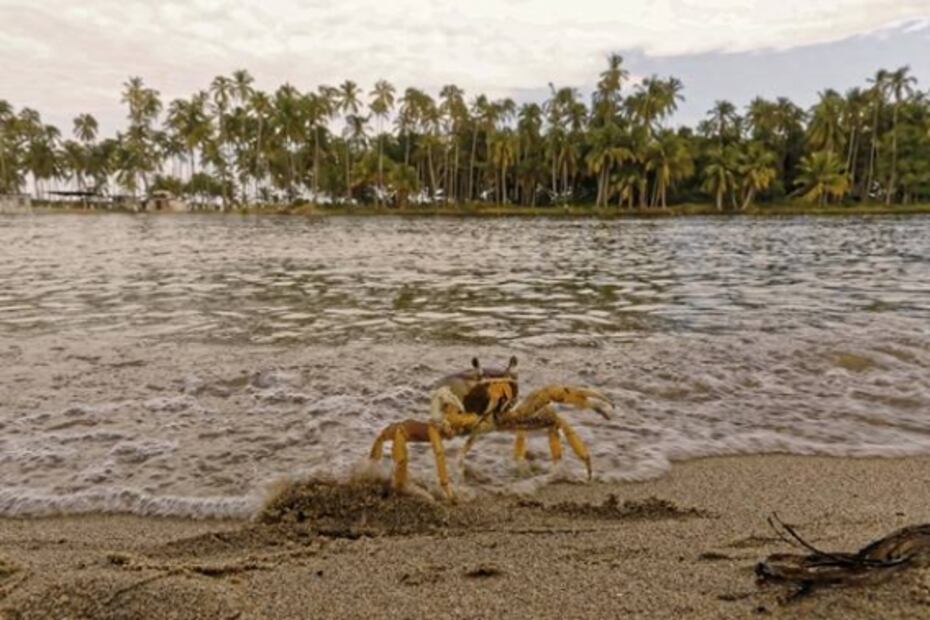 A vivir la vida al estilo 4T