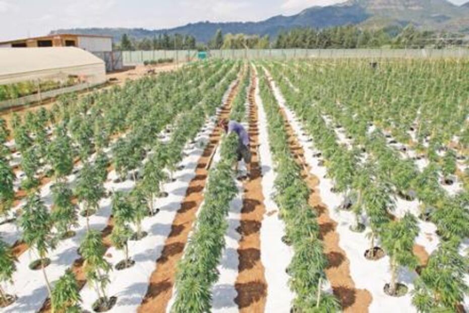 Latinoamérica apuesta por la rehabilitación