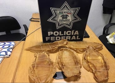 Chino es vinculado a proceso tras ser detenido con Totoaba