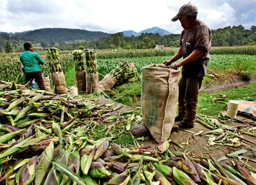 Programa de fertilizantes será a nivel nacional; se atenderá a dos millones de agricultores: Sader