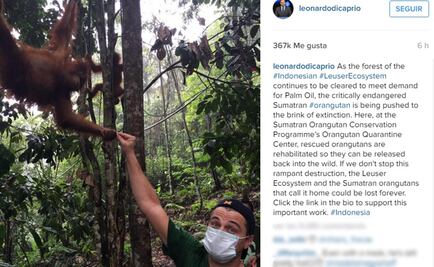 Leonardo DiCaprio convive con orangutanes
