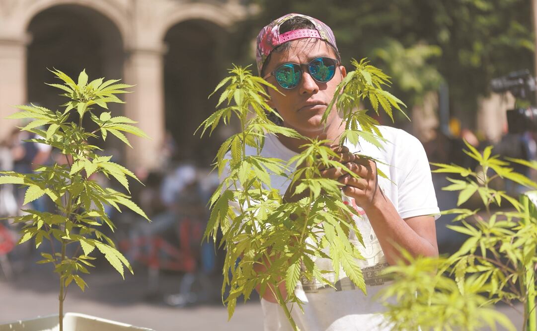 La SCJN aprobó la inconstitucionalidad sobre la prohibición del uso lúdico de la cannabis. Foto: ARCHIVO EL UNIVERSAL