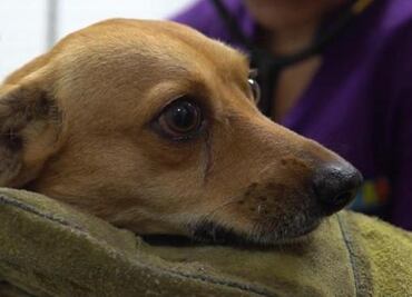 Diputados piden crear un “maltratómetro animal” para sensibilizar a la población; buscan impulsar cultura de denuncia