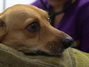 Envenenan a 6 animales domésticos en Yucatán; responsable ya fue identificado