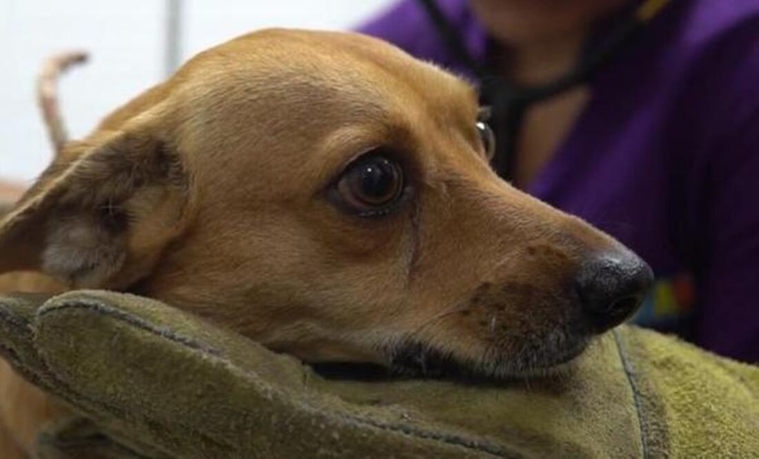 La congresista Buendía García advirtió que este tipo de comportamientos no sólo afecta a los animales, sino que también puede estar asociado a la violencia familiar. Foto: Archivo/El Universal