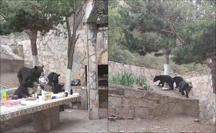 VIDEO: Familia de osos llega a carnita asada y se roba olla con salchichas en Coahuila