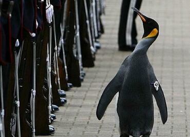 ¡Firmes! Pingüino se convierte en mayor general en Noruega