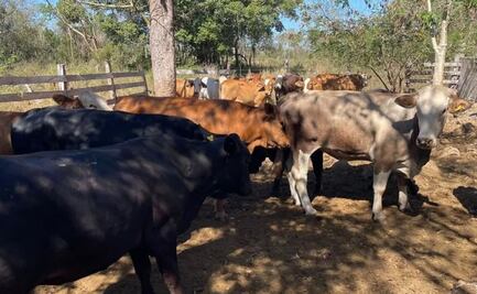 Ganaderos mexicanos exigen renuncia de Julio Berdegué por plaga de gusano barrenador; piden cierre de frontera sur