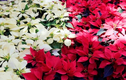 Así será la feria de la Nochebuena en la CDMX 