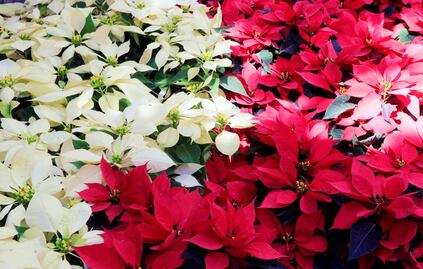 Así será la feria de la Nochebuena en la CDMX 