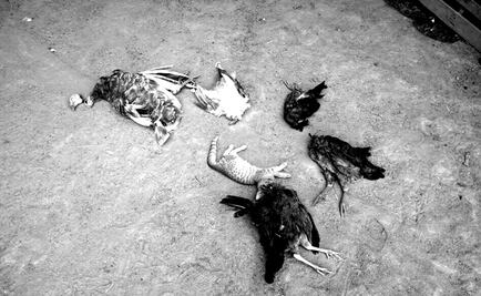 Hombre mata 13 animales y hiere a 5 con un machete en Sonora