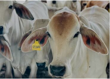 Gusano barrenador no representa un problema de salud pública en humanos: experto; advierte riesgo en ganado y hasta mascotas