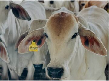 México logra detener 32 cargamentos de ganado infectado con gusano barrenador; Sader reconoce labor del Ejército