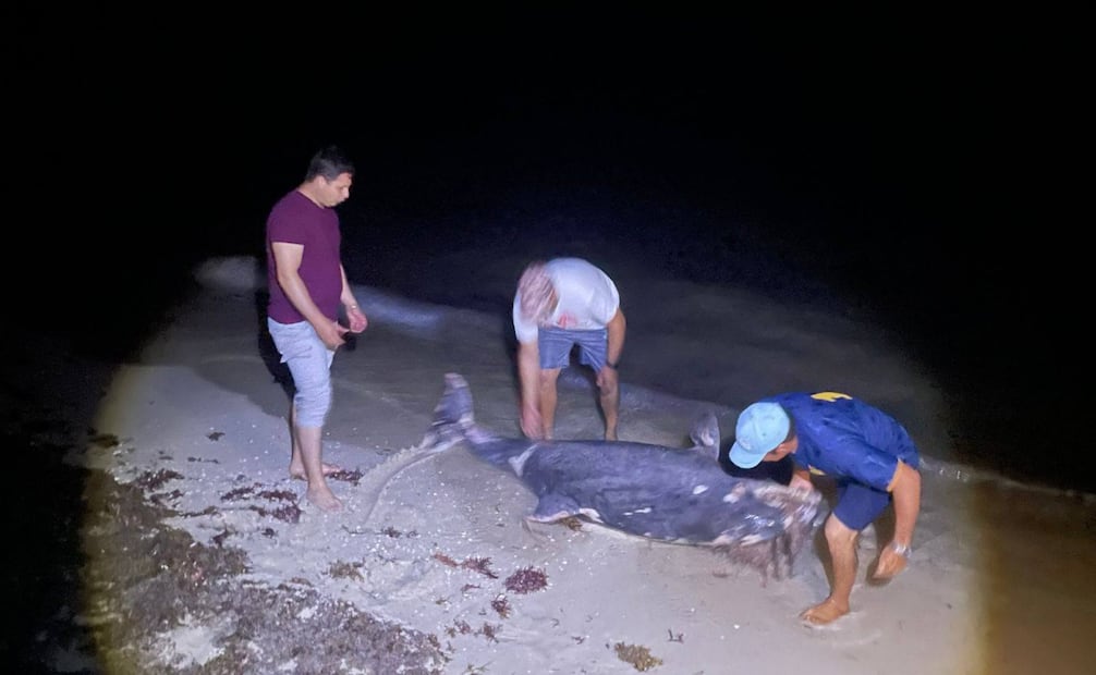 Localizan al delfín sin vida (18/02/2026). Foto: Especial