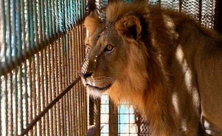 Cuatro leones dan positivo a Covid-19 en zoológico de Barcelona