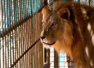 Cuatro leones dan positivo a Covid-19 en zoológico de Barcelona
