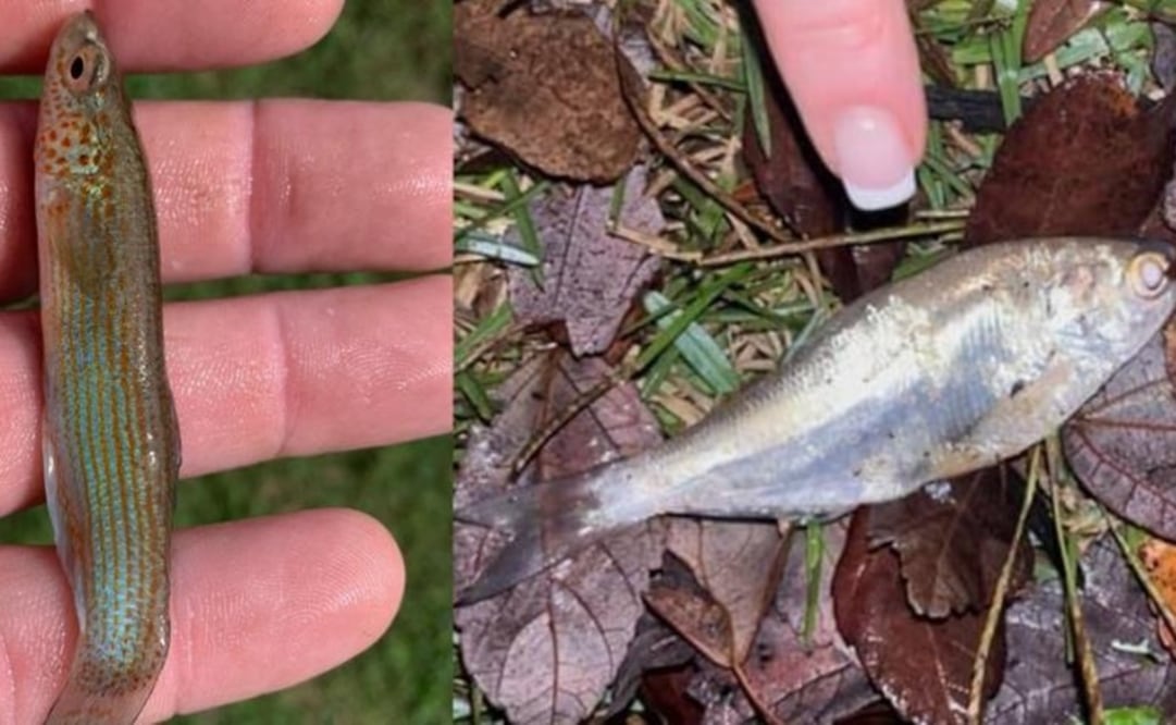 Animales encontrados luego de la 'lluvia de peces'.  Foto: Facebook: Amy Rayburn Austin / Steven Farmer