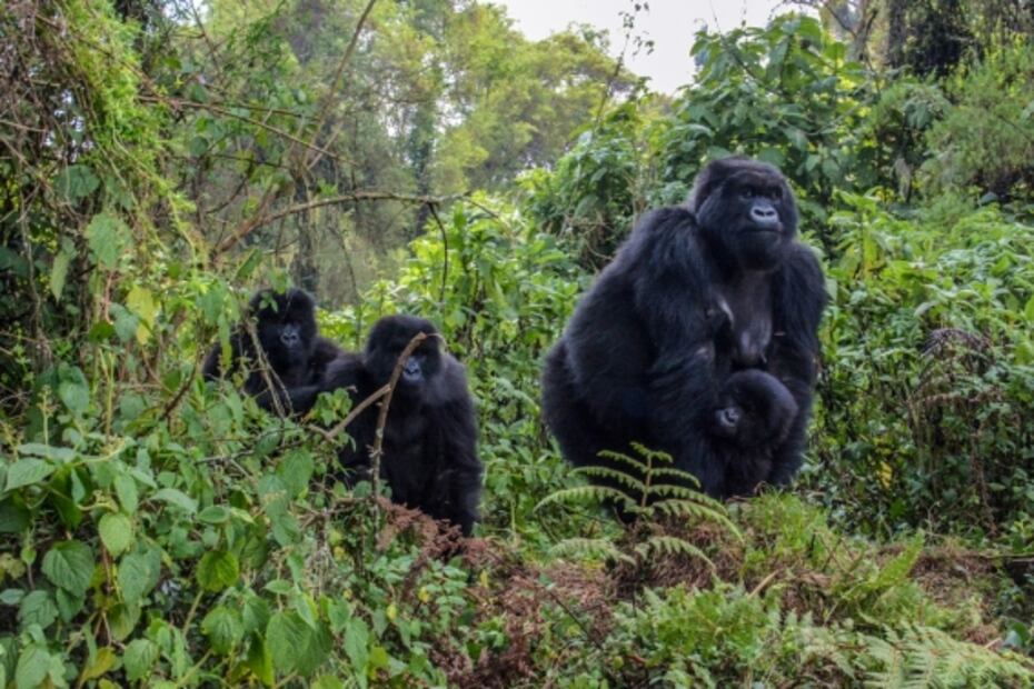 Paisajes sonoros: los sonidos de lugares que queremos conocer