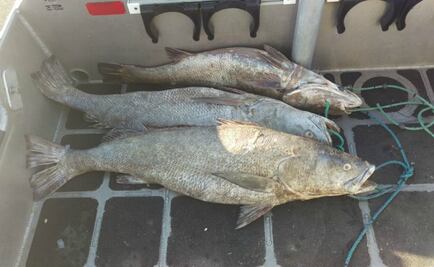 Recuperan 20 totoabas enmalladas por pesca furtiva en San Felipe