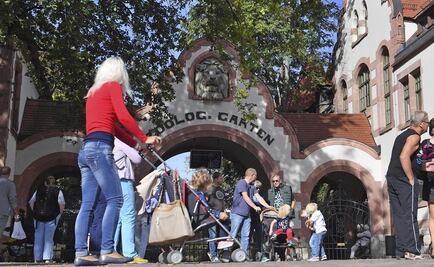 Escapan dos leones de zoológico en Alemania