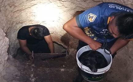 Rescatan a perrito que cayó en cenote en Valladolid, Yucatán