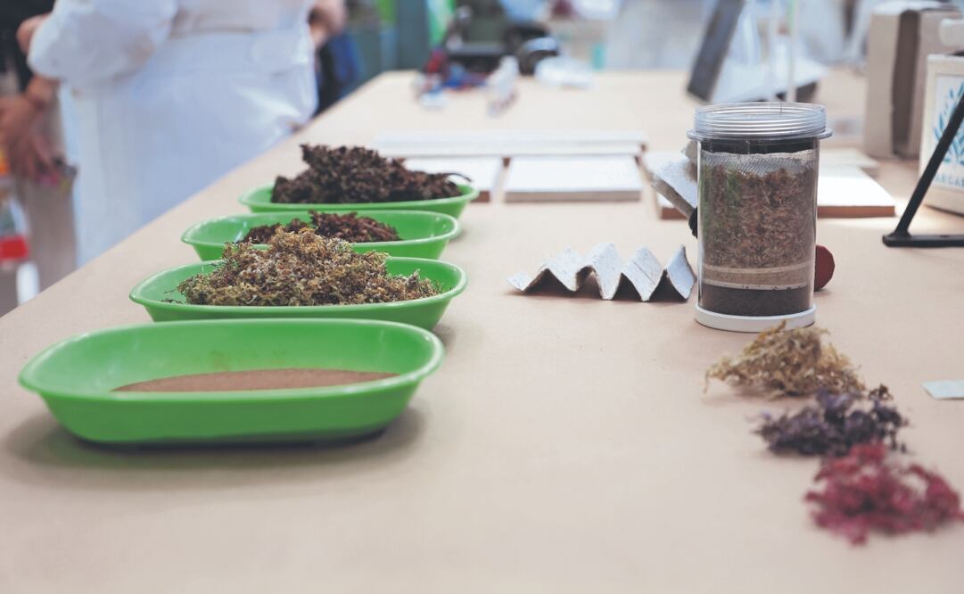 A diferencia de un filtro comercial, uno producido con sargazo sería más económico al ser un desecho convertido en “material filtrante”. Fotos de Paola Reyes