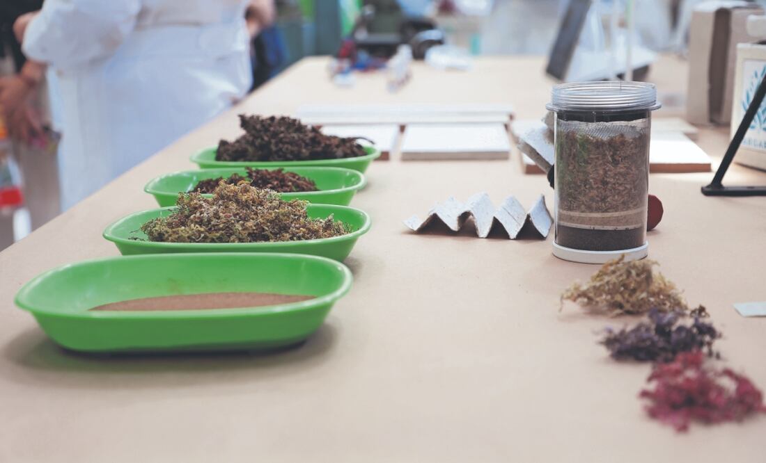 A diferencia de un filtro comercial, uno producido con sargazo sería más económico al ser un desecho convertido en “material filtrante”. Fotos de Paola Reyes