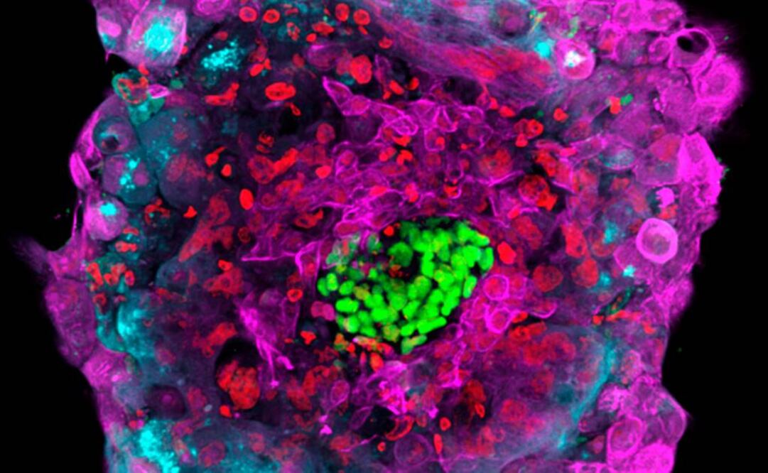 Los laboratorios suelen mantener el desarrollo de los embriones durante unos siete días antes de implantarlos. Foto: Archivo