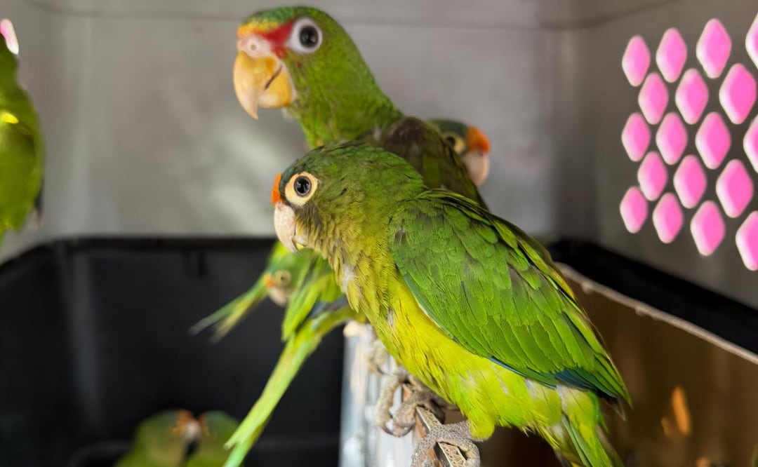 Profepa rescata a 68 ejemplares de pericos y loros en Michoacán y Chiapas (27/05/2026). Foto: Especial