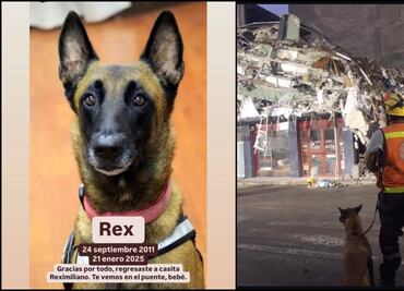 Muere Rex, perro belga que ayudó a rescatar personas durante sismo del 19S; localizó una persona con vida y cuatro cuerpos