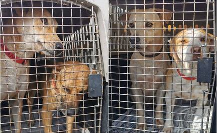 Proponen campañas semanales de adopción de animales en alcaldías de CDMX 