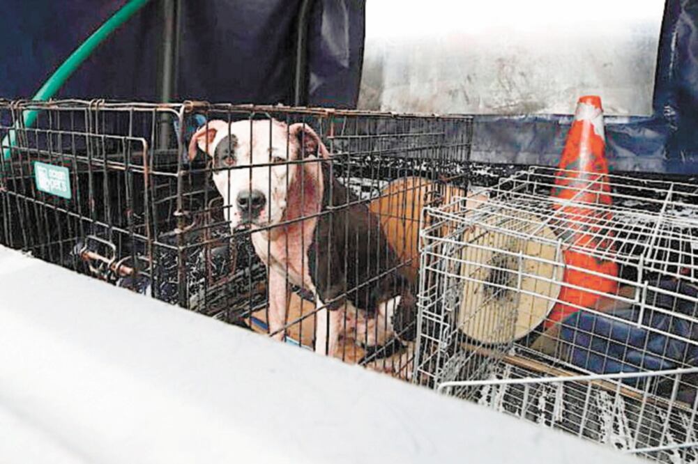 En espera de resultados. Se le practican exámenes físicos y sicológicos al can para determinar cuál fue la causa real del ataque. Foto/JUAN MARTÍNEZ. EL GRÁFICO