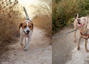 Qué hacer si mi perro se escapa y no obedece, según expertos