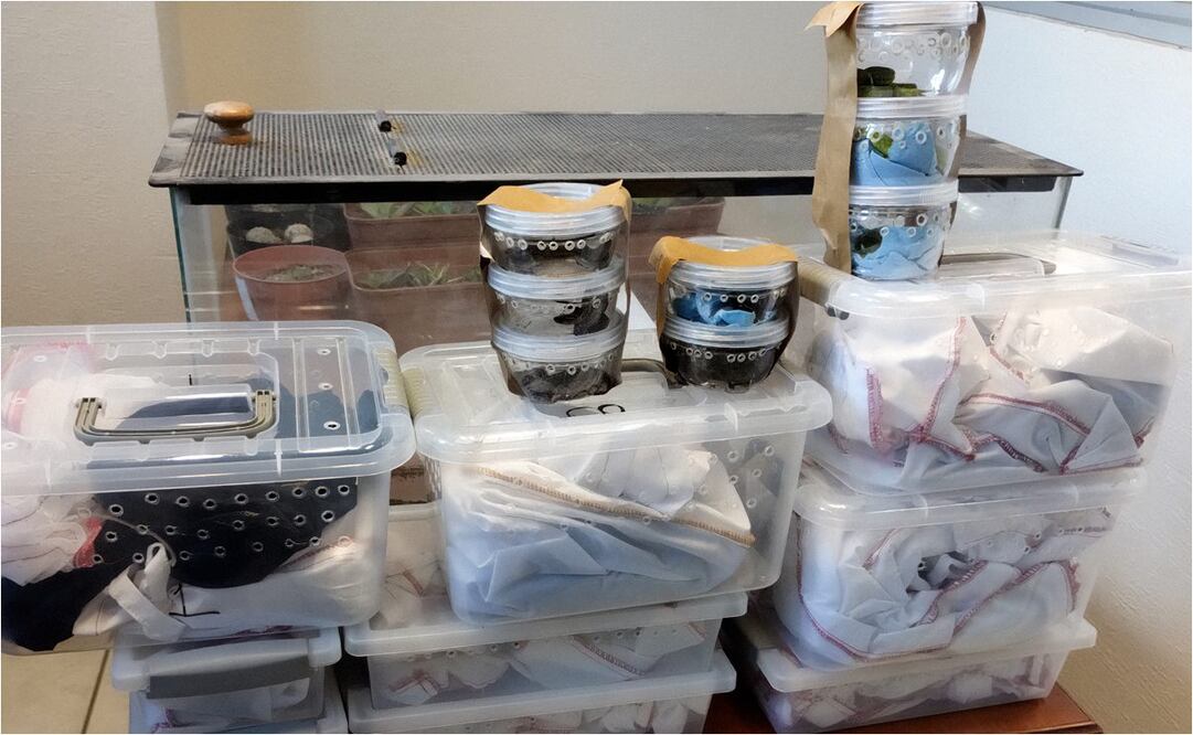 Rescatan a reptiles. Foto: Especial