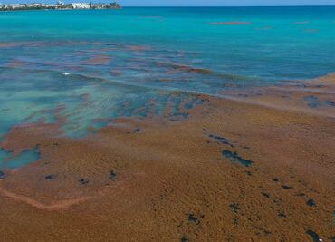 Descubren Gran Cinturón Atlántico de los Sargazos, la mayor floración de algas del mundo