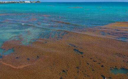 Descubren Gran Cinturón Atlántico de los Sargazos, la mayor floración de algas del mundo