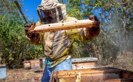 México se coloca entre los principales exportadores de miel; ocupa el noveno lugar a nivel mundial