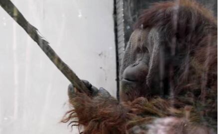 Piden llevar a orangután a santuario para grandes simios en Brasil