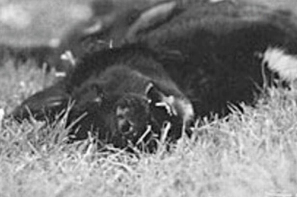 Un perro fue atropellado por Jackie Stewart en las ‘eses’ (ARCHIVO. EL UNIVERSAL)