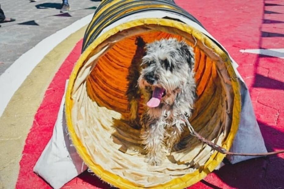 Estos son los mejores parques para perros en CDMX y Zona Metropolitana