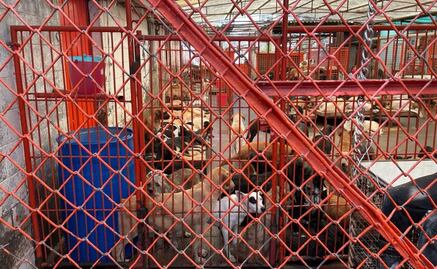 Alistan brigada para atender a más de mil perros rescatados del refugio Franciscano