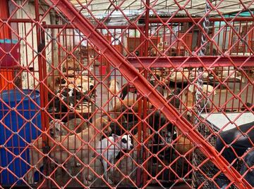 Alistan brigada para atender a más de mil perros rescatados del refugio Franciscano