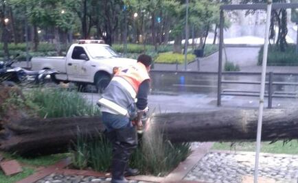 Lluvias dejan encharcamientos y árboles caídos en CDMX