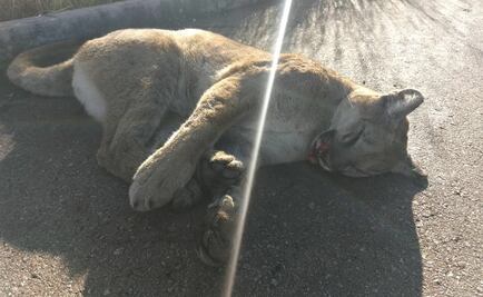 Atropellan a puma en carretera de Aguascalientes